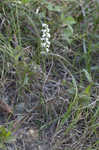 Nodding lady's tresses